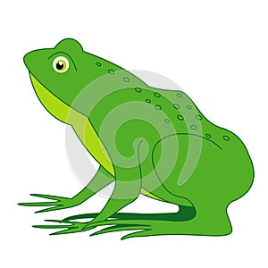 Frog photo