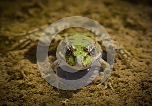 Frog