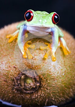 Frog