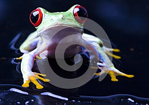 Frog