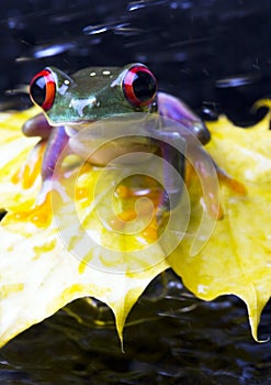 Frog