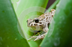 Frog photo