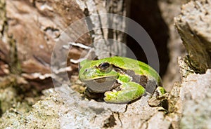 Frog photo