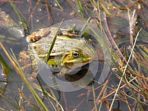 Frog