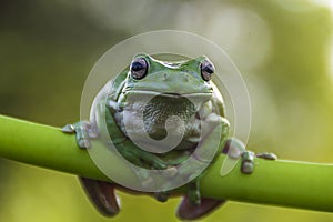 frog