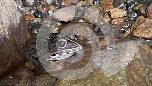 A frog adapting to its streamside environment beneath a large stone