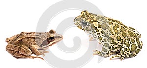Frog against toad isolated on white background