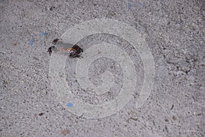 A frog agitating on the ground after a snake bite