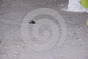A frog agitating on the ground after a snake bite