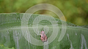 Frog is amphibian animal wildlife on banana leaf