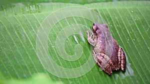 Frog is amphibian animal wildlife on banana leaf