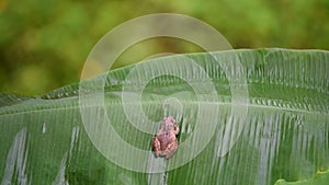 Frog is an amphibian wildlife animal on banana leaf