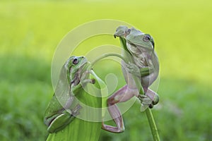 frog, amphibians, animal, animales, animals, animalwildlife, crocodile, dumpy, dumpyfrog, face, frog, green, macro, mammals,