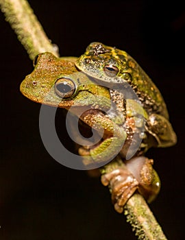 Frog amplexus photo