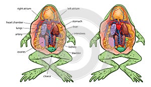 Frog anatomy