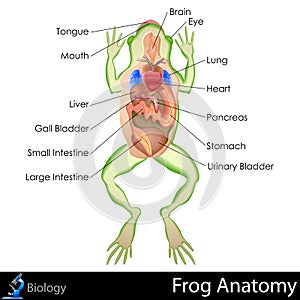 Frog Anatomy