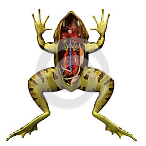 Frog anatomy