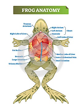 Frog anatomy labeled vector illustration scheme. Educational preparation.