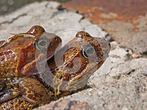 Frog animal amphibian on nature and eye close-up