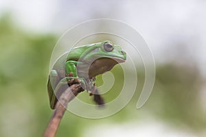 animals, frog, amphibians, animal, animales, animalwildlife, crocodile, dumpy, dumpyfrog, face, frog, green, macro, mammals, butte photo