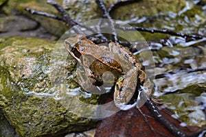 Frog animal brown sharp good nice river water