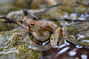 Frog animal brown sharp good nice river water