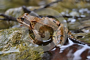 Frog animal brown sharp good nice river water