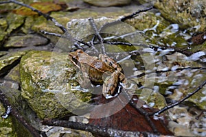 Frog animal river water nice sharpwet brown