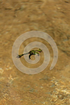 Frog animal water survival leaf motion nature