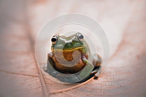 Frog, animals, m,antis,