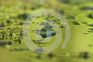 Frog - Anura`s head is in the water, nice eyes are seen and the image is reflected in the water photo