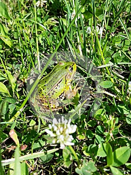Frog anuran grass green photo