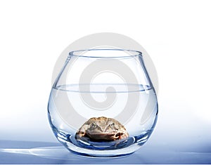 Frog in aquarium