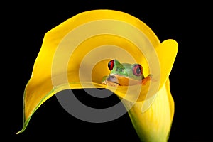 Frog in arum lily photo