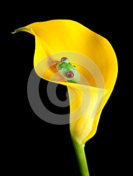 Frog in arum lily photo
