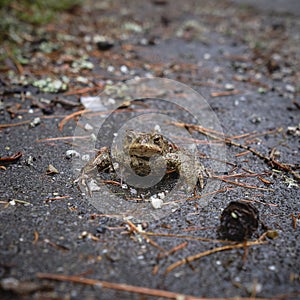 A frog on an asphalt road during a rainy day