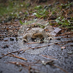 A frog on an asphalt road during a rainy day