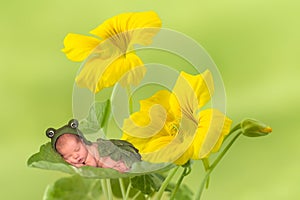 Frog baby on flowers