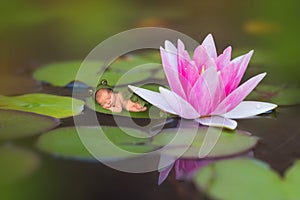 Frog baby sleeping on waterlily leaf