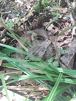 Frog on the background of last year`s dry fallen leaves