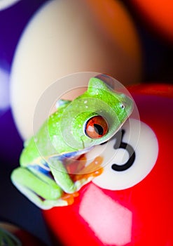 Frog on the balls