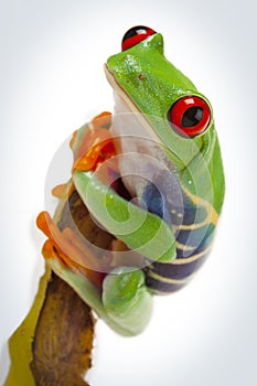 Frog on bamboo