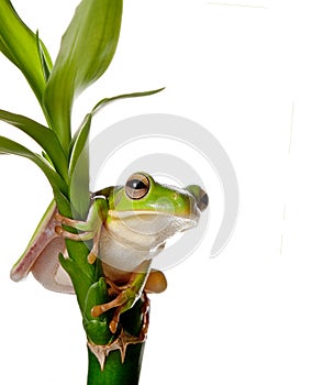 Frog on bamboo branch