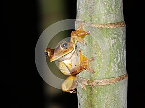 Frog on a bamboo tree