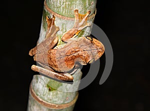 Frog on a bamboo tree