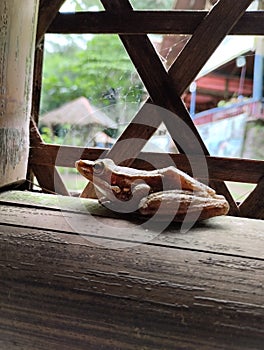 Frog in the bamboo window looking out a river