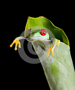 Frog in banana leaf