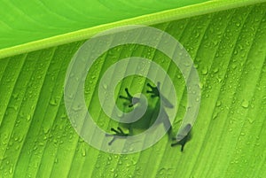 Frog on a banana leaf