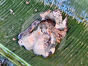 Frog on banana leaf to prepare