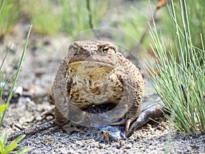 A frog basking in the summer sun